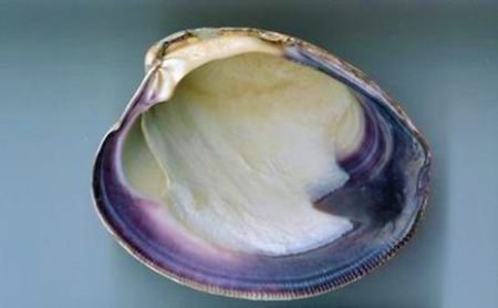 Quahog clam shell