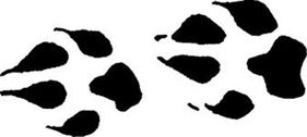 Wedding rings wolf paw design