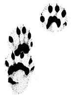 Marten tracks