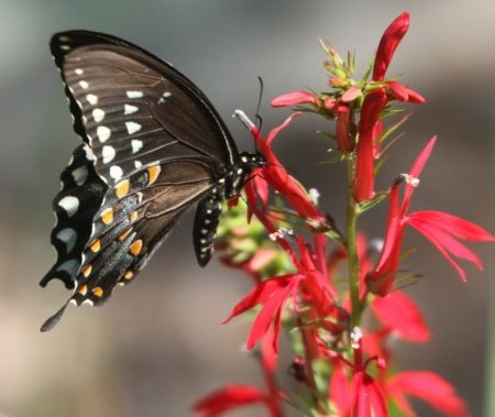 A memengwaa (butterfly) sipping nectar from an Ishkodebagonii (cardinal flower)