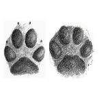 Wolf and lynx tracks Anishinaabe totem wedding rings